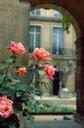 Roses in bloom in the Marais quarter of Paris.